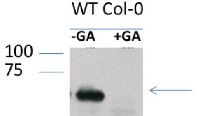 RGA | DELLA protein RGA in the group Antibodies Plant/Algal  / Hormones / Biosynthesis/regulation at Agrisera AB (Antibodies for research) (AS11 1630)